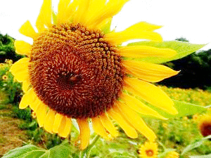 b0352112_21575535.gif