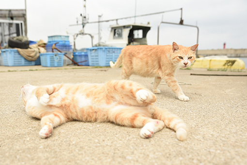 漁港の猫たち2018.07.12/07.13_b0259218_13170738.jpg