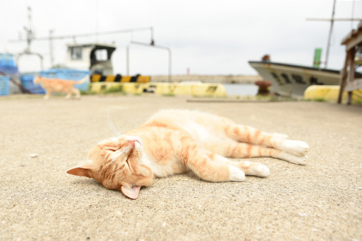 漁港の猫たち2018.07.12/07.13_b0259218_13233604.jpg