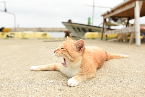 漁港の猫たち2018.07.12/07.13_b0259218_13234110.jpg