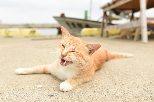 漁港の猫たち2018.07.12/07.13_b0259218_13234799.jpg