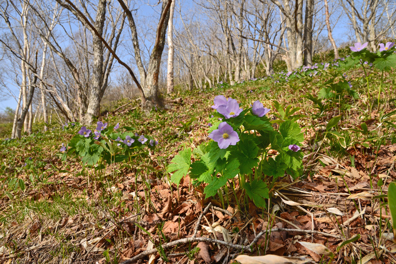 2018 (22) 群馬県中之条町・六合村・草津町  春のくるま旅_a0216227_12311259.jpg