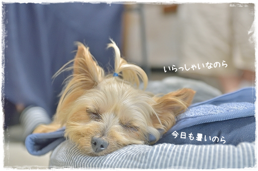 d0179828_13194181.png
