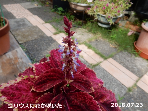 e0033229_9362136.jpg
