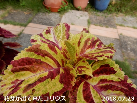 e0033229_941331.jpg