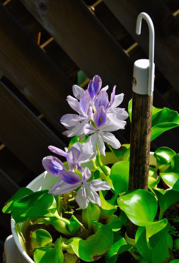 夏休み_b0172633_21330505.jpg