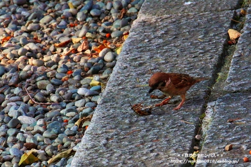 e0052135_22102523.jpg