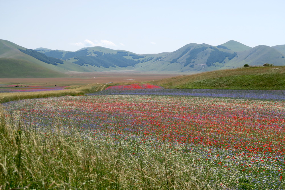 絵のように美しい花の高原を行く、カステッルッチョ_f0234936_151512.jpg