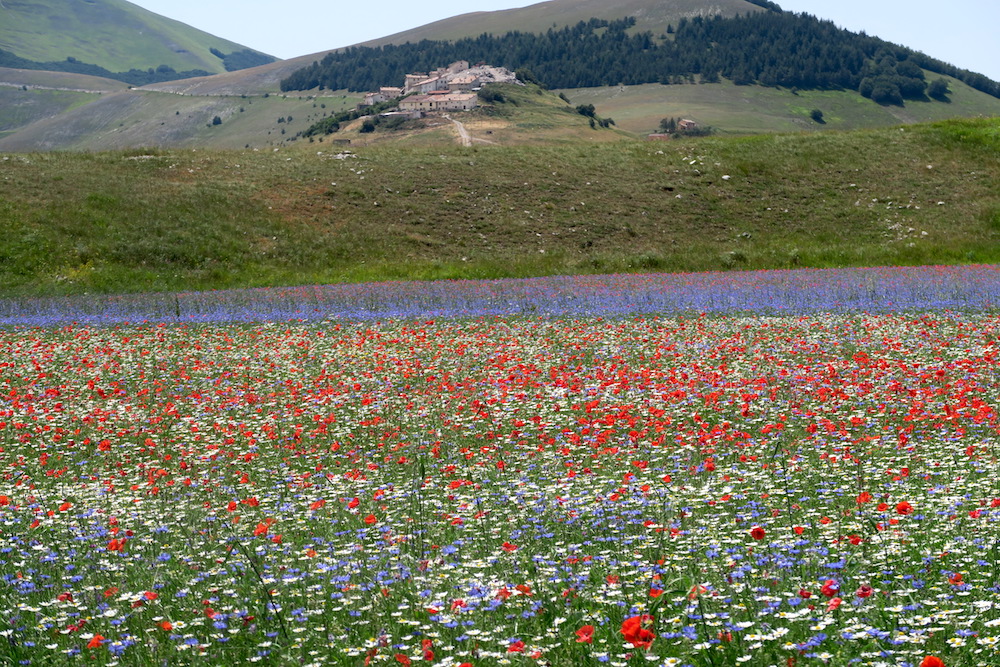 絵のように美しい花の高原を行く、カステッルッチョ_f0234936_156793.jpg