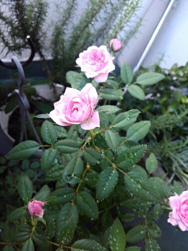 ３６度って！？_d0152937_20491767.jpg
