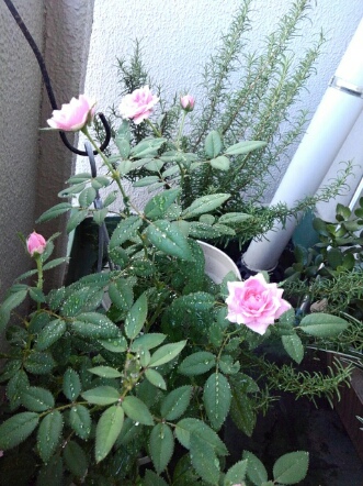 ３６度って！？_d0152937_2049178.jpg