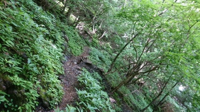 南ア：光岳　1日目（畑薙大吊橋〜茶臼小屋〜上河内岳〜茶臼小屋）_b0148050_18102774.jpg