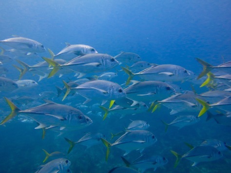 キューバ　カヨラルゴへの旅行を計画している方へ　CUBA CAYO LARGO_d0115650_01532501.jpg