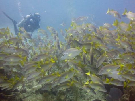 キューバ　カヨラルゴへの旅行を計画している方へ　CUBA CAYO LARGO_d0115650_01534038.jpg