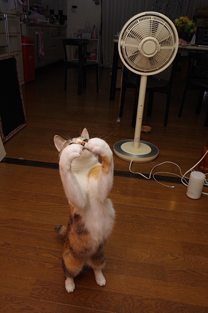暑いけど元気!_a0028451_17373406.jpg