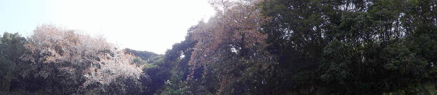 e0033751_16385642.jpg