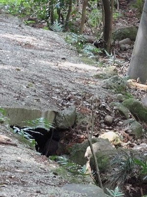 e0033751_1648186.gif