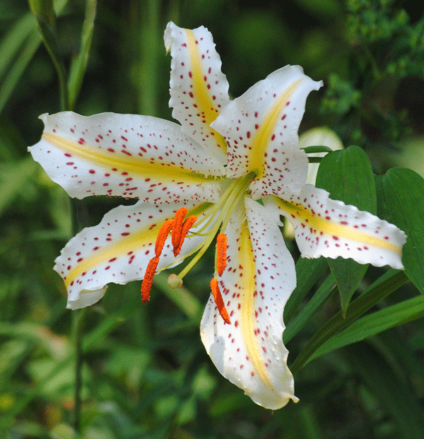 a0001354_23250387.gif