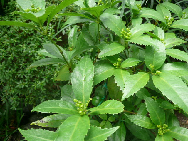 c0043055_10280091.jpg