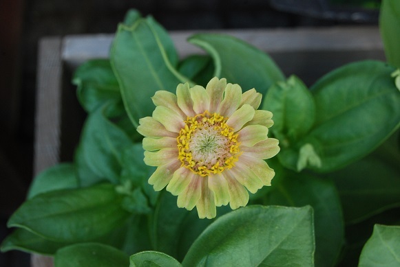 花苗入荷情報_a0201358_14454541.jpg
