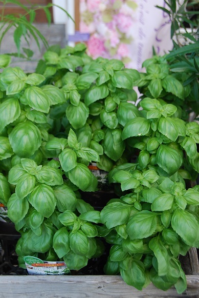 花苗入荷情報_a0201358_14455572.jpg