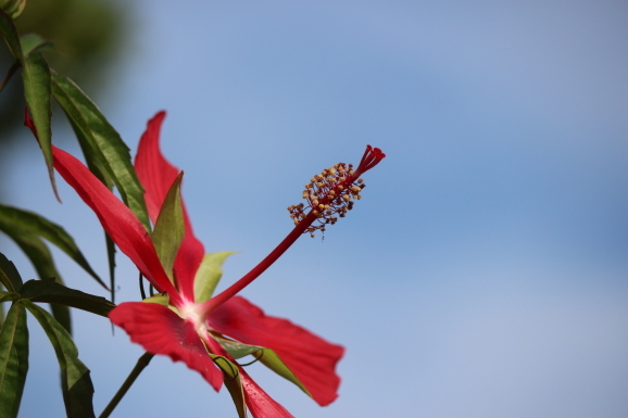 紅葉葵 モミジアオイ ひげ爺の花便り