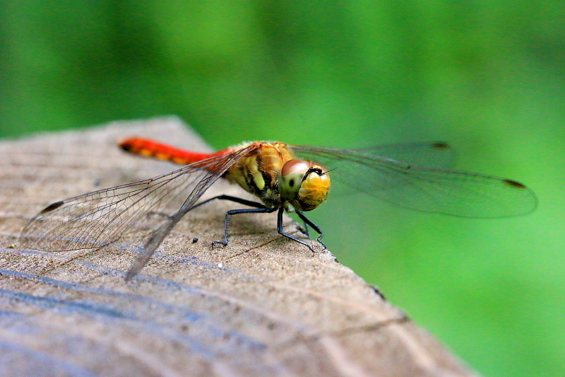c0305565_17485491.jpg
