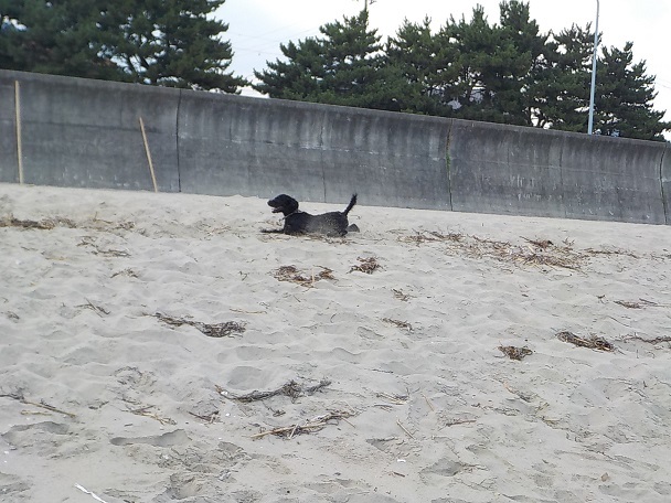 海の家は　やっぱ～　海の家じゃノォ～の詩　7月23日（月）はれ_d0383070_17151606.jpg