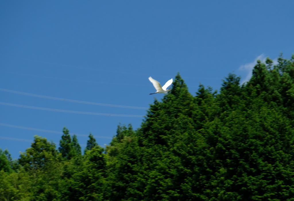 夏の空_f0323171_09245902.jpg