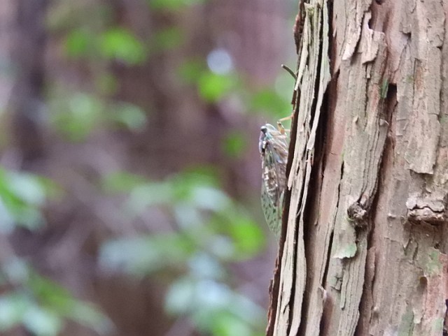 f0378979_15342699.jpg