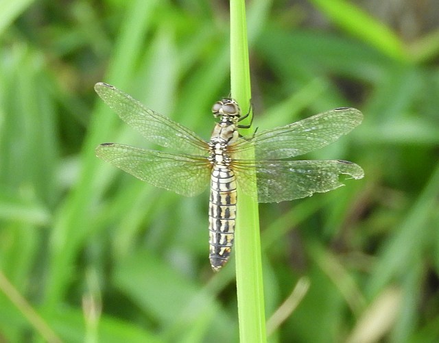 f0378979_15460512.jpg