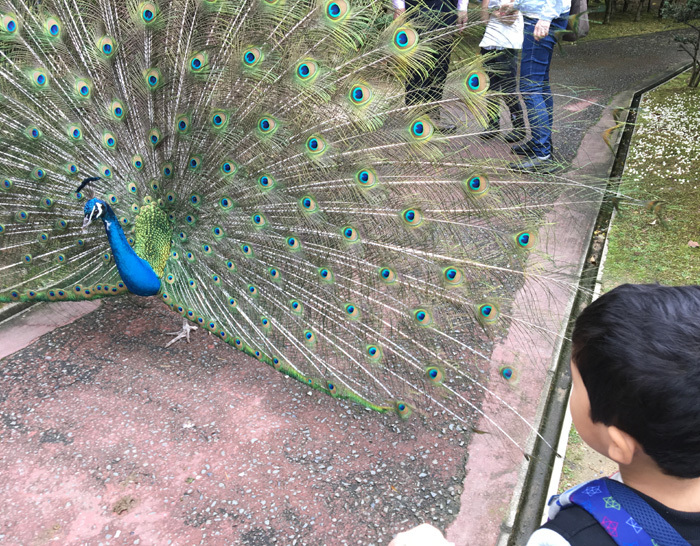 子どもとお出かけ　姫路セントラルパーク、須磨水族館など_f0167281_15411148.jpg