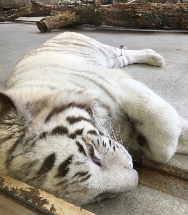 子どもとお出かけ　姫路セントラルパーク、須磨水族館など_f0167281_15412031.jpg