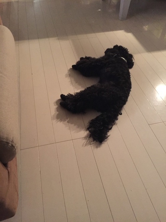 2018年7月23日 もう長いこと_b0098584_19554746.jpeg