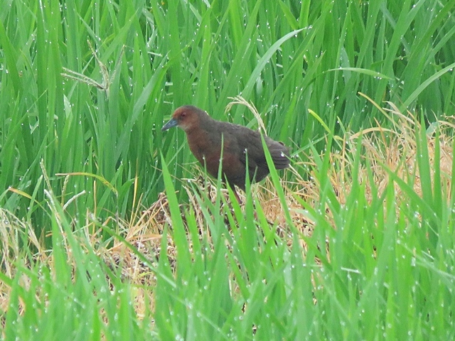 f0357487_21571302.jpg