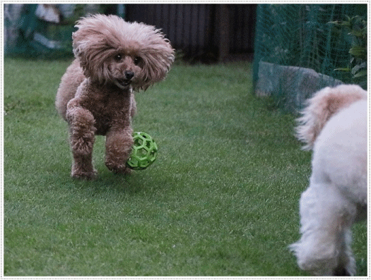 b0175688_17440739.gif