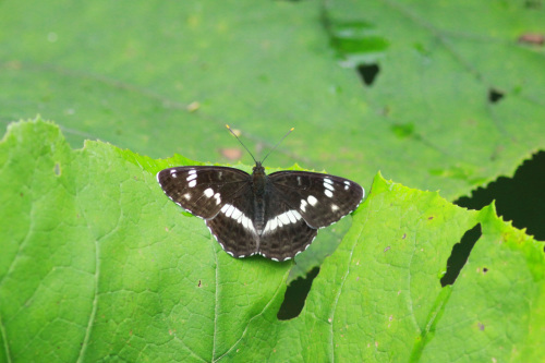 オオイチモンジ 北海道の蝶 : 蝶のいる風景blog
