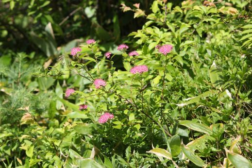 20180717 【植物】湯の丸山・烏帽子岳にて_b0013099_08205615.jpg