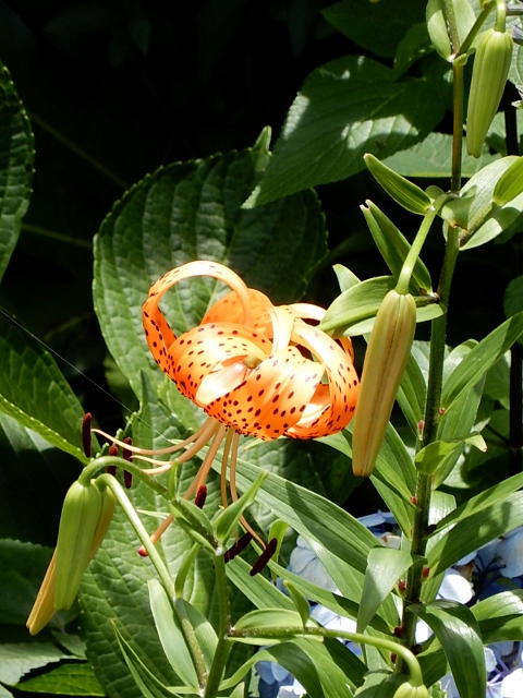 e0025300_1892950.jpg