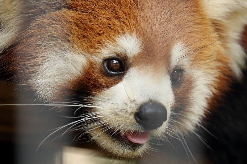 私が好きなハルマキは、中華料理じゃなくて、レッサーパンダ　　　（市川市動植物園）_b0291402_14192097.jpg