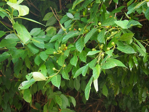 小網代の森で植物観察(2018.07.16)_e0245404_18444819.jpg