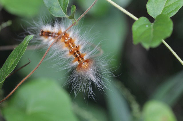 白い長い毛を纏った幼虫 昆虫ブログ むし探検広場