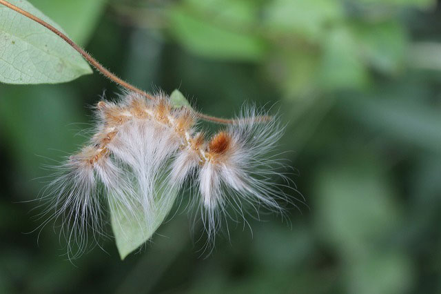 白い長い毛を纏った幼虫 昆虫ブログ むし探検広場