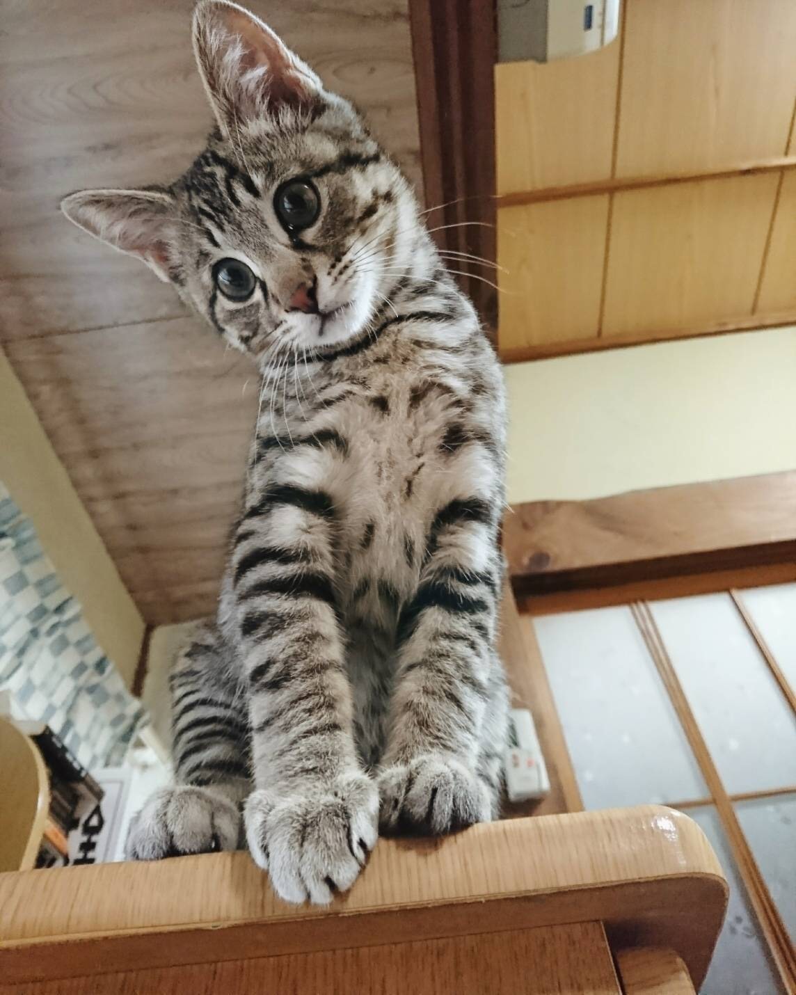 飼い猫に足を噛まれる_d0237309_21451588.jpeg