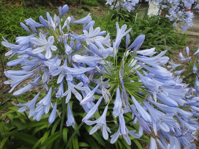 アガパンサスの花…2018/7/24_f0231709_16111586.jpg