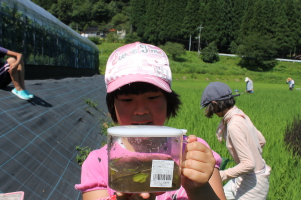 Ｈ30田んぼアート生き物観察会＆BBQ交流会_b0281312_16360389.jpg