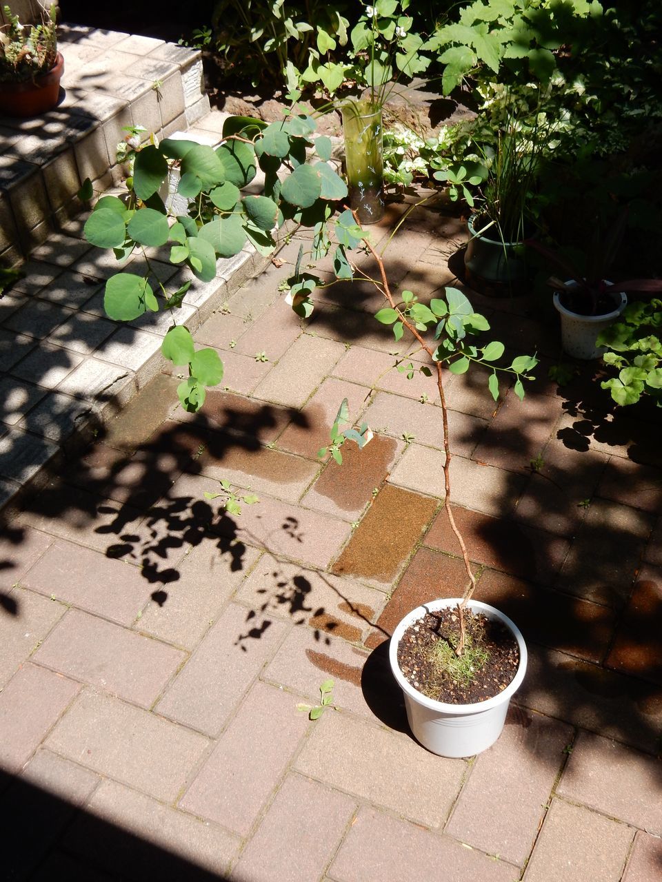 暑くない夏_c0025115_22012235.jpg