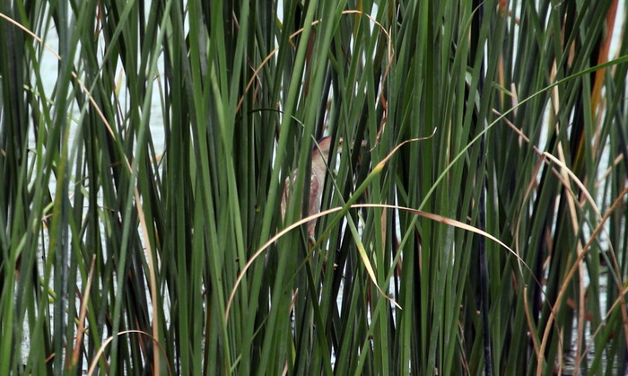 f0239515_1735719.jpg