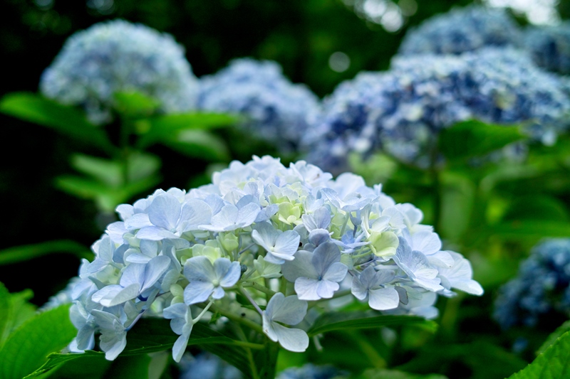 21℃で薄☀の朝・・・まだまだキレイな庭アジサイ　　　朽木小川・気象台より_c0044819_6372424.jpg