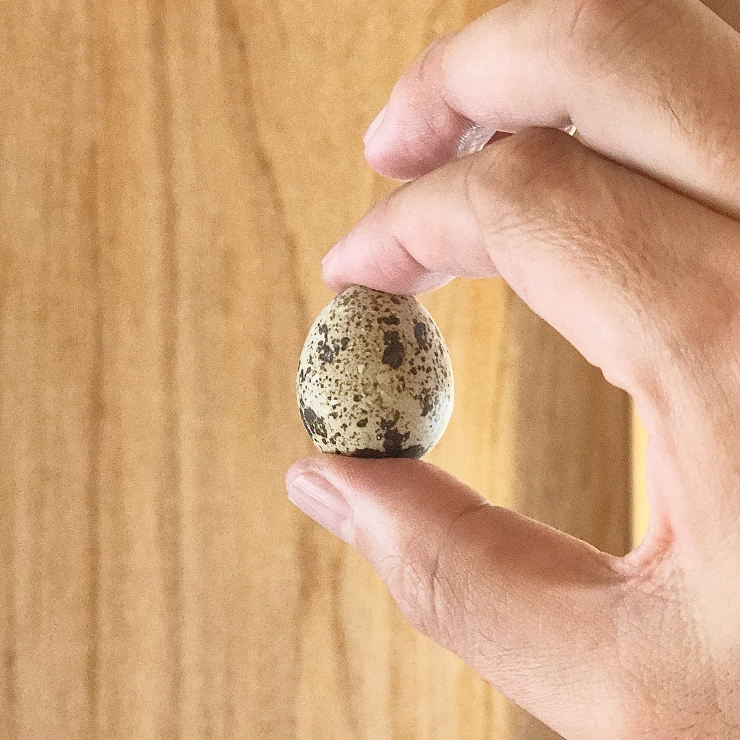 アマゾンで購入したうずらの卵からヒナは誕生するのか！という実験を昨年の夏休みにやってみました！_f0165030_19003005.jpg